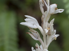 Cephalanthera austiniae