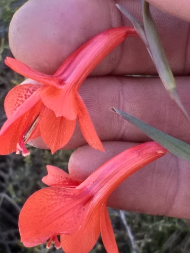 Image of Overberg Afrikaner (Gladiolus teretifolius) by (c) kevin koen, some rights reserved (CC BY-SA)