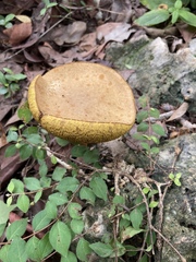 Xerocomus coccolobae