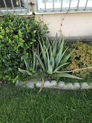 Aloe vera