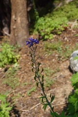Delphinium polycladon