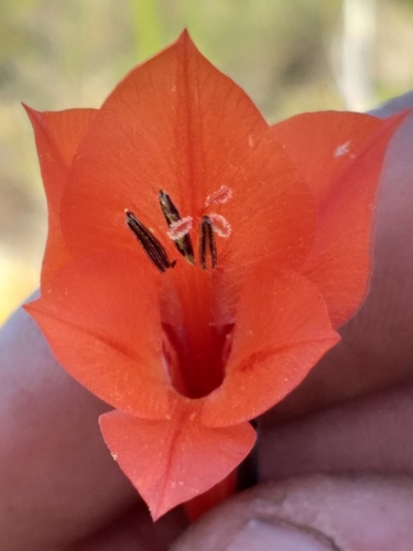 Image of Gladiolus teretifolius by (c) kevin koen, some rights reserved (CC BY-SA)