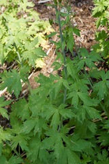 Delphinium polycladon