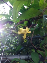 Mandevilla subsagittata