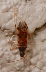 Ozophora salsaverdeae