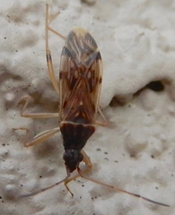 Ozophora salsaverdeae