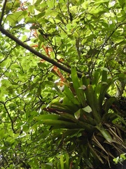 Tillandsia guatemalensis