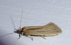 Tingena chloradelpha