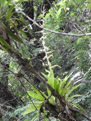 Tillandsia guatemalensis