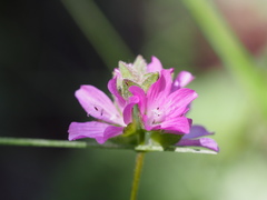 Sidalcea ranunculacea