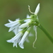 Allium triquetrum - Photo (c) Lies Van Rompaey, osa oikeuksista pidätetään (CC BY-SA)