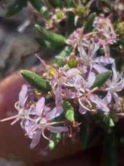Agathosma microcarpa