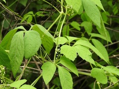 Cyclanthera integrifoliola