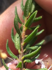 Agathosma microcarpa