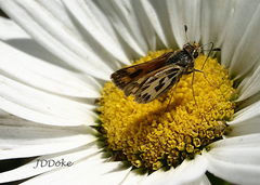 Hylephila fasciolata