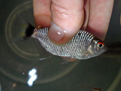 Moenkhausia oligolepis