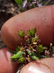Agathosma microcarpa