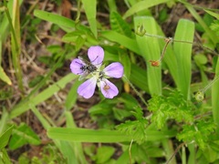 Geranium goldmanii