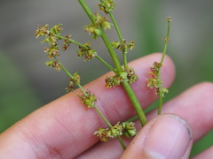 Rumex californicus