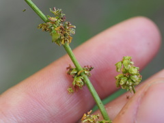 Rumex californicus