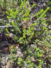 Agathosma microcarpa