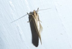 Tingena chloradelpha