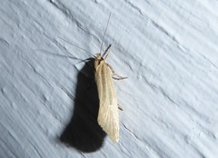 Tingena chloradelpha