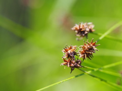 Carex jonesii