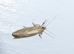 Tingena chloradelpha