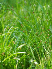 Carex jonesii