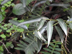 Litsea glaucescens