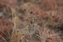 Berkheya pinnatifida ingrata