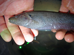 Gymnotiformes