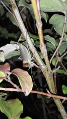 Ephippiger ephippiger