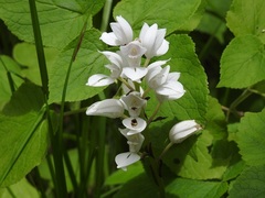Govenia liliacea