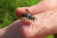 Copecrypta ruficauda
