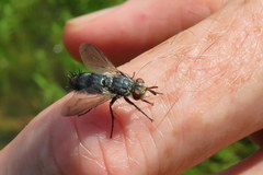 Copecrypta ruficauda