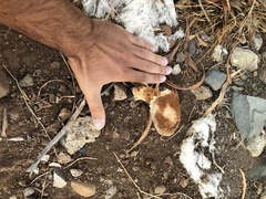 Battarrea phalloides