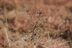 Berkheya pinnatifida ingrata