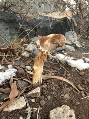 Battarrea phalloides