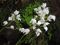 Govenia liliacea