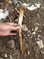 Battarrea phalloides