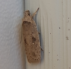 Agonopterix argillacea