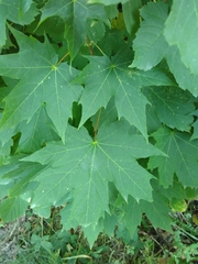 Acer platanoides