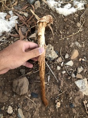 Battarrea phalloides