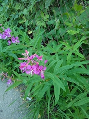 Chamaenerion angustifolium