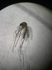 Aedes epactius