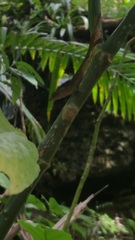 Anolis cristatellus