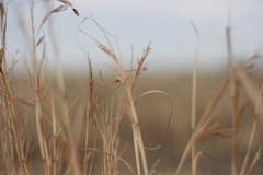 Hyparrhenia filipendula