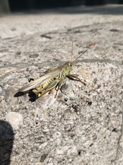 Melanoplus differentialis